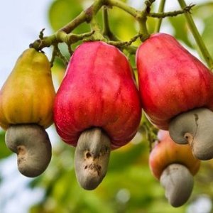 Cashew Nut Fruit Plant, Tree Manufacturer in India