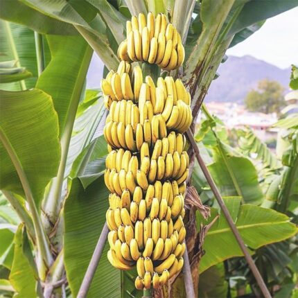 G9 Banana Fruit Plant & Tree Manufacturer in India