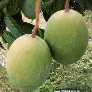 Gourmoti Mango Fruit Plant & Tree