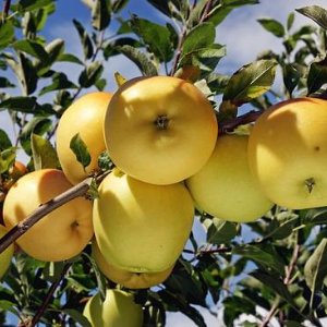 Golden Dorsett Apple(Grafted) Fruit Plant & Tree