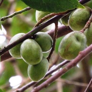 Indian Olive/ Jolpai Fruit Plant & Tree Manufacturer