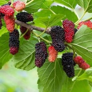 Mulberry Fruit Plant & Tree Manufacturer in India