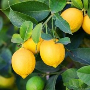 Pati Lemon/ Kolkata Pati Fruit Plant & Tree