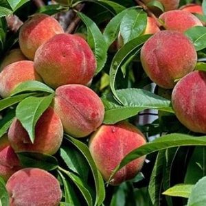 Peach Fruit Plant & Tree Manufacturer in India