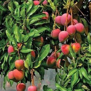 Red Palmer Mango Fruit Plant & Tree