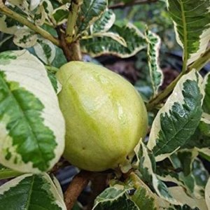 Variegated Guava Fruit Plant Manufacturer in India