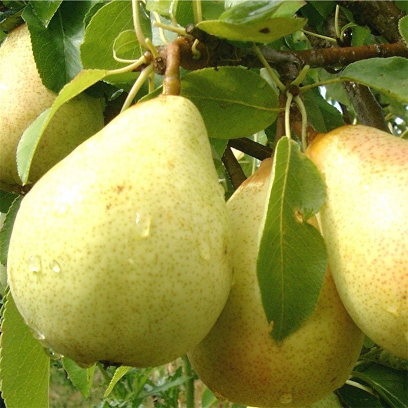 Indian pear/Babugosha Fruit Plants & Tree