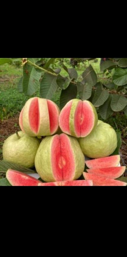 Red Diamond Guava Plant Manufacturer in India