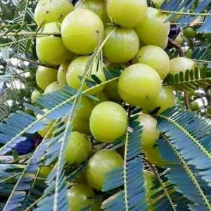 Amla Fruit Plant & Tree Manufacturer in India
