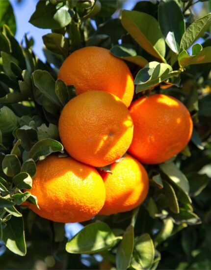 Mandarin Orange Fruit Plant & Tree Manufacturer