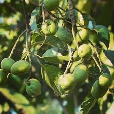 Thailand Sweet Olive- Fruit Plant & Tree - Green World Nursery
