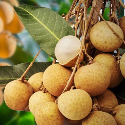 Longan Fruit Plant & Tree Manufacturer in India